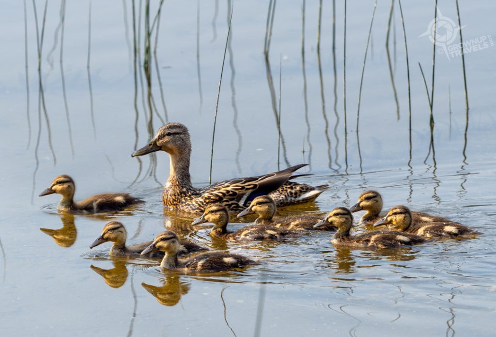 Duck family Long Lake 2023