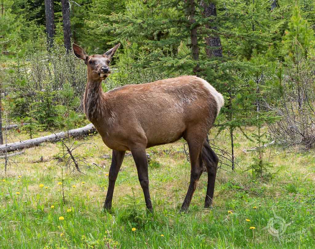 Elk near Pyramid Lake Jasper-2