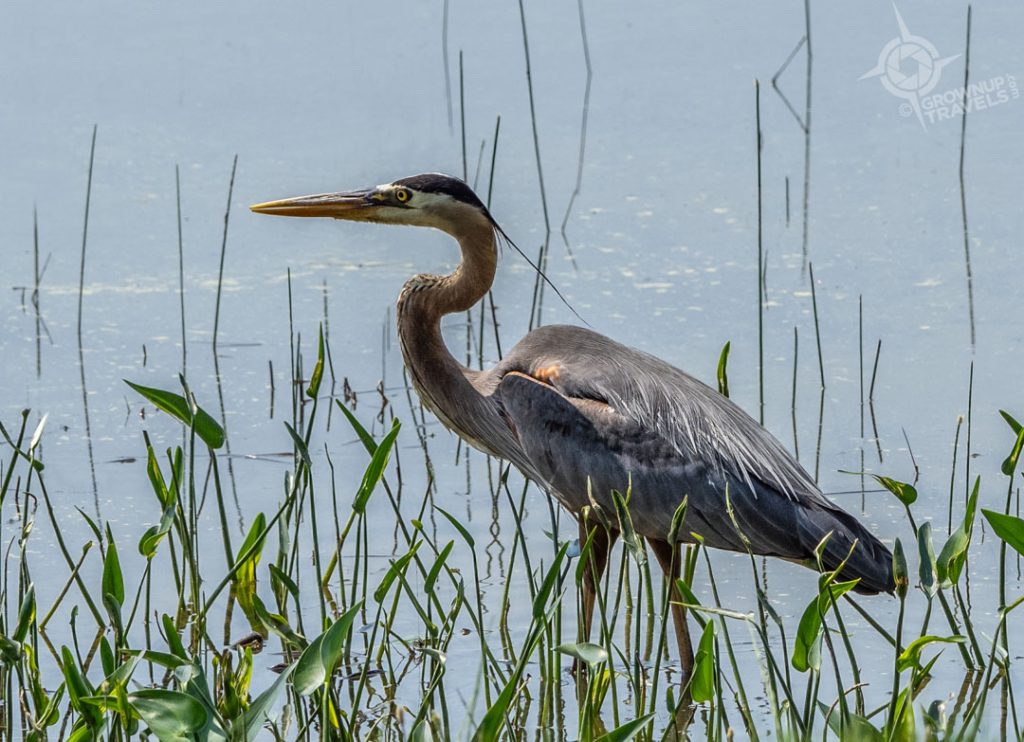 Great Blue Heron Long Lake Sudbury2023