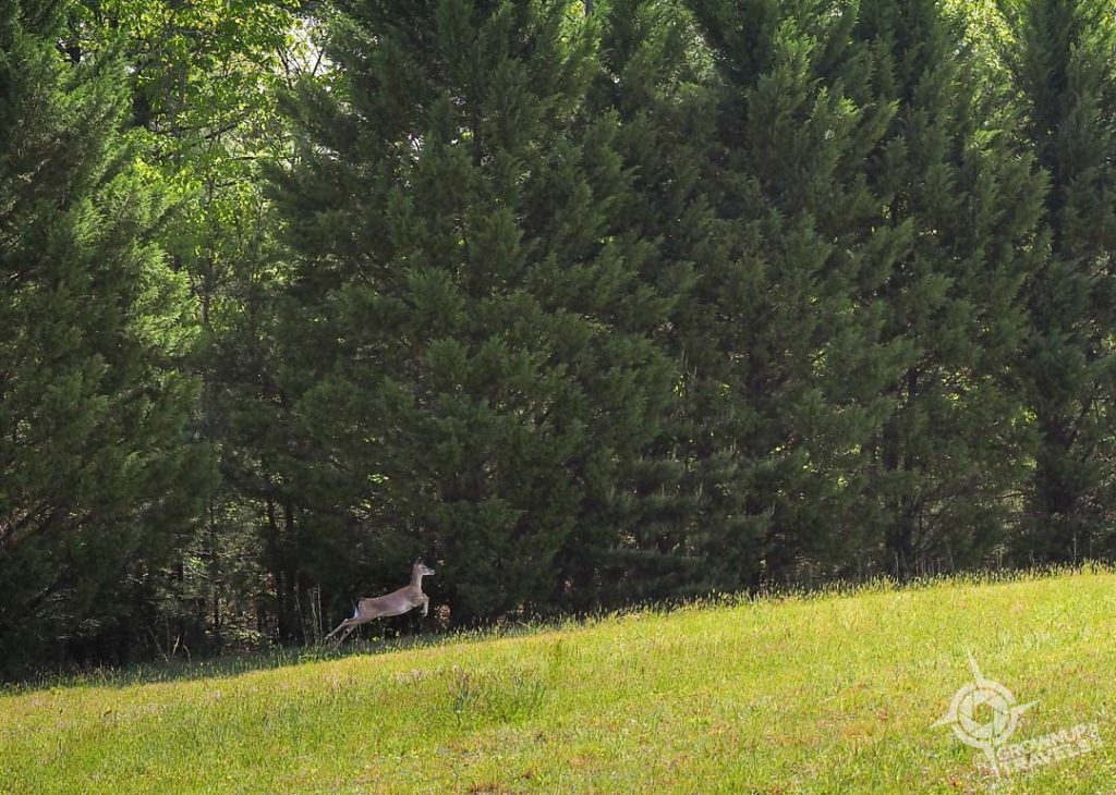 Leaping deer at fenceline Keswick