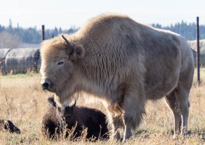 White Bison at Métis Crossing Wildlife Park