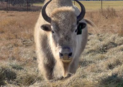 White Bison eating at Métis Crossing Wildlife Park