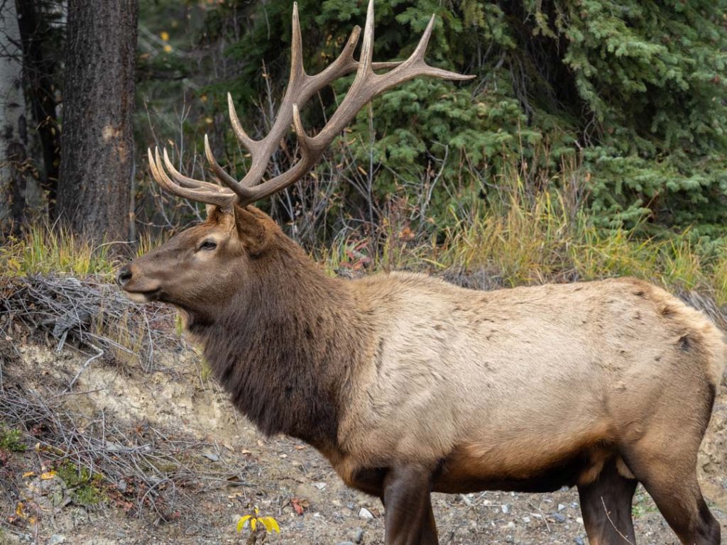 Bull Elk Jasper National Park Maligne Lake Road