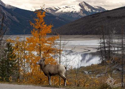 Bighorn Sheep near Medecine Lake Jasper National park