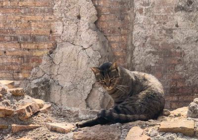 Largo Argentina cat sanctuary Rome