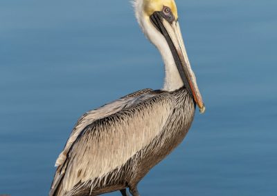 Pelican posing Captiva Island Florida