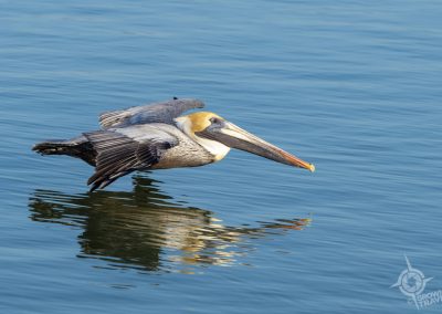 Pelican skimming the water Captiva Island Florida