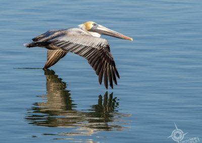 Pelican touchdown Captiva Island Florida