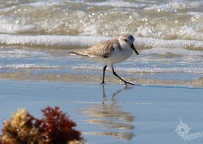 Sanderling Fort Myers Beach