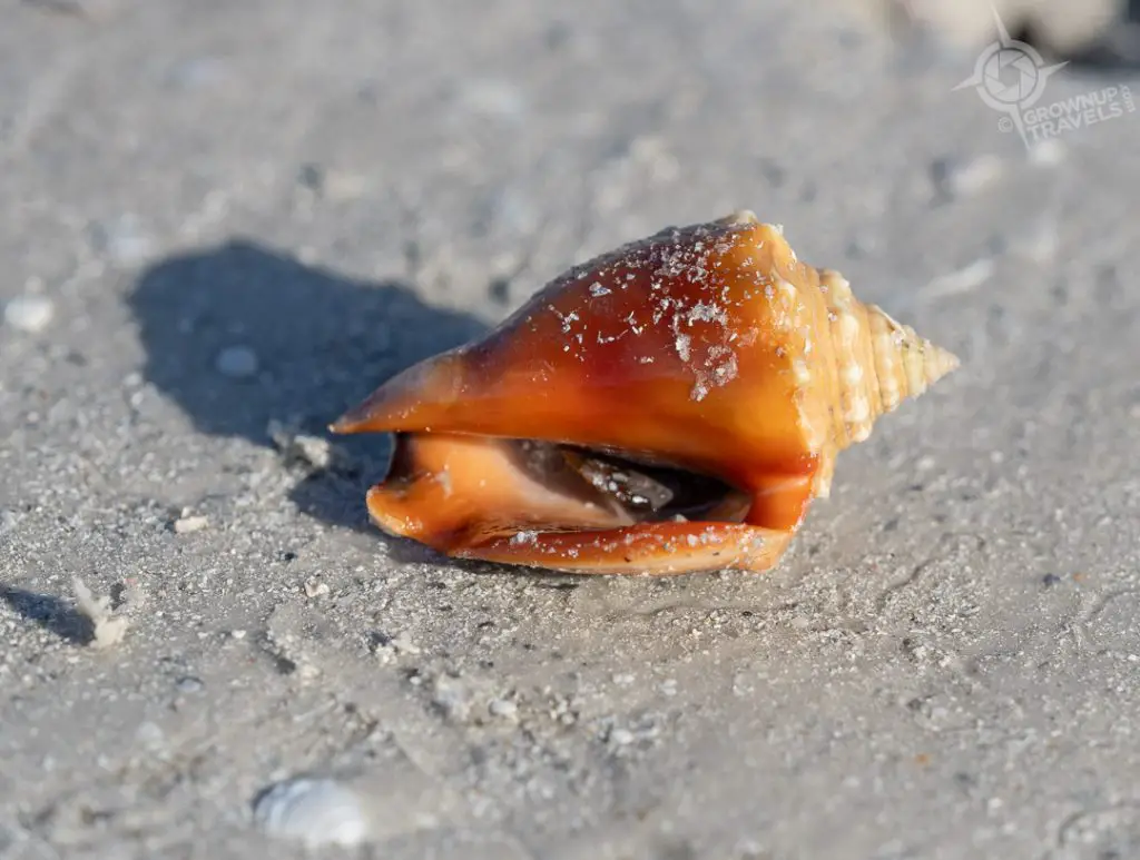 Seashell from Captiva Island 