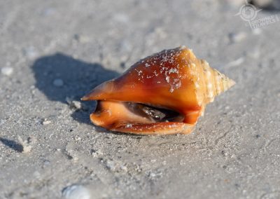 Seashell from Captiva Island