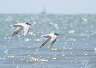 Terns Fort Myers Beach