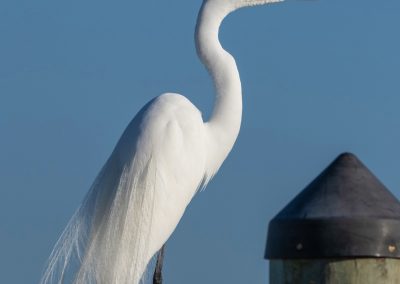 White Heron Captiva Island Florida