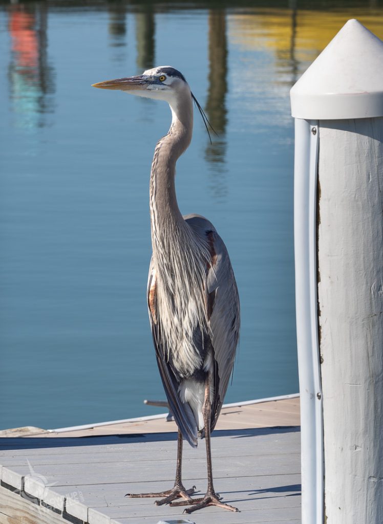 Great Blue Heron 'Tween Waters marina