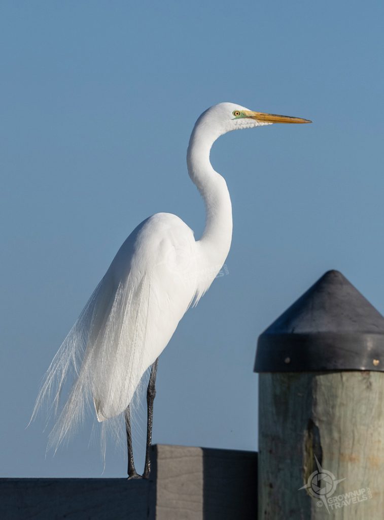 Great White Heron at Green Flash restaurant Captiva Island