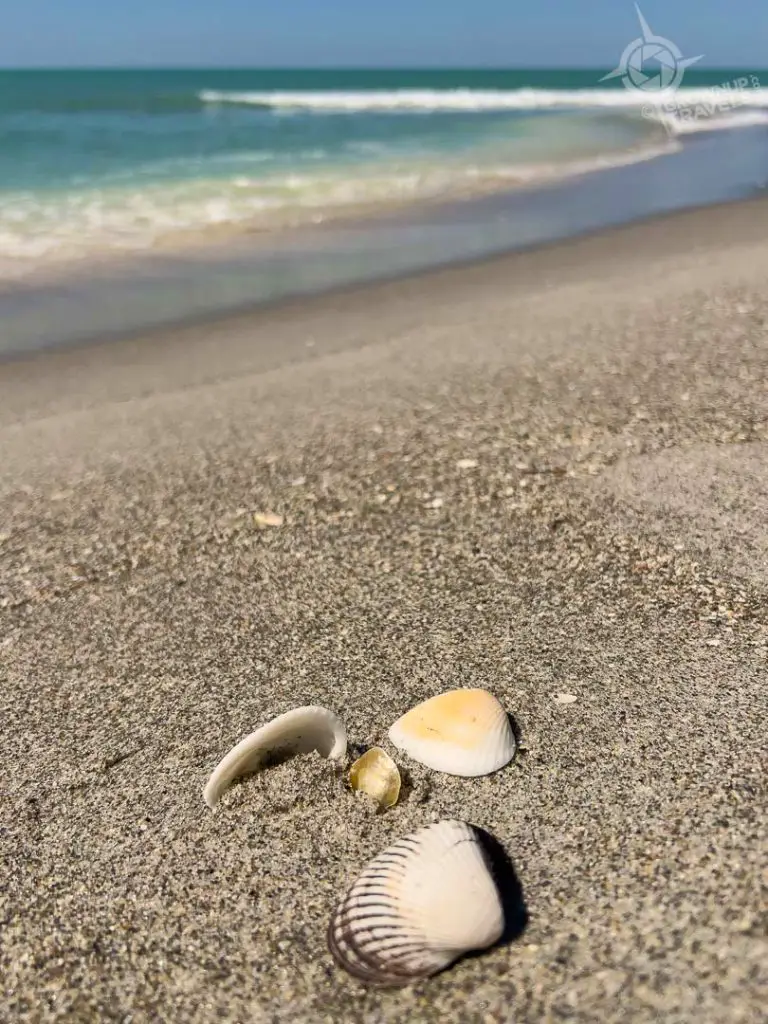 Shells on the beach in Captiva Island