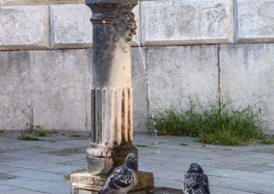 Pigeons in fontanella Venice