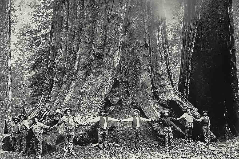 Slaying Giants: Destroying Sequoias to Prove Their Existence