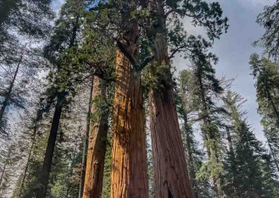 3 giants Sequoia national Park