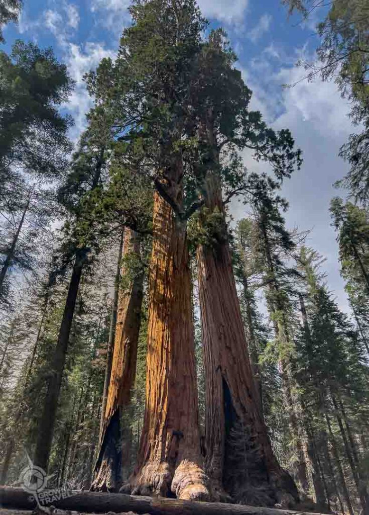 3 giants Sequoia national Park