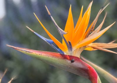 Bird of Paradise at Ragged Point lookout
