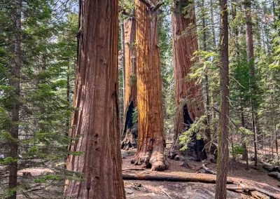 Congress Trail Giant Forest Sequoia National park