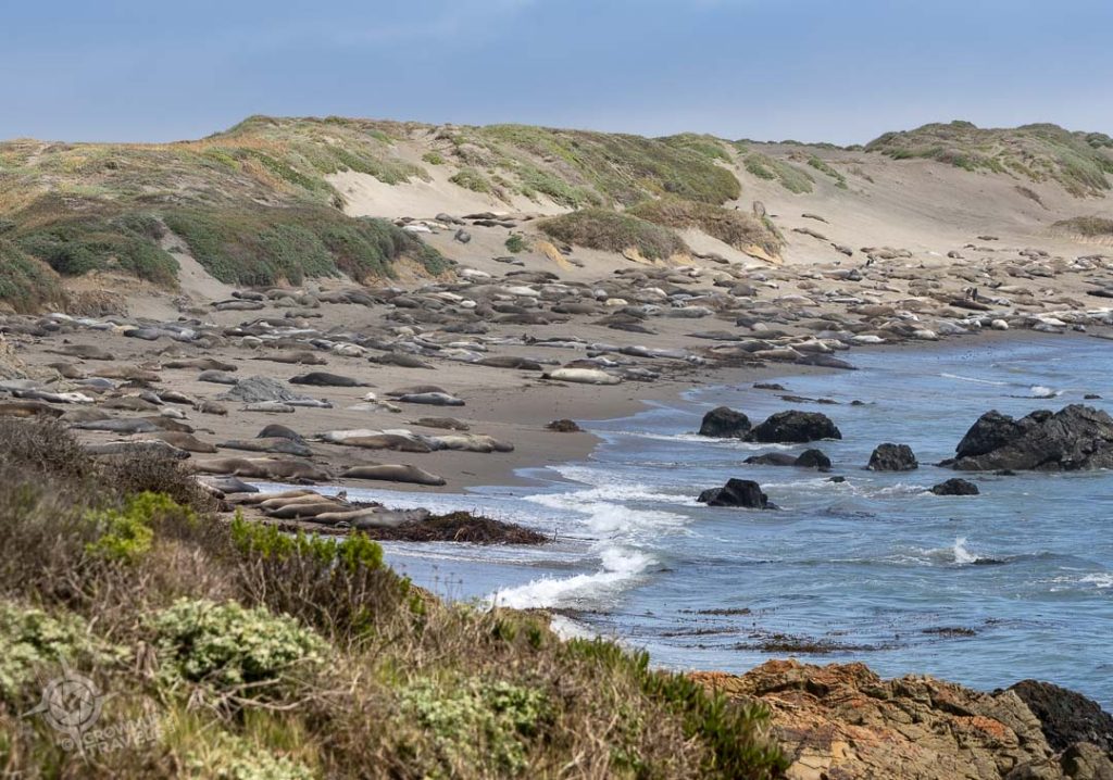 Elephant Seal Rookery beach view