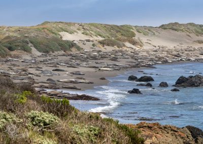 Elephant Seal Rookery beach view