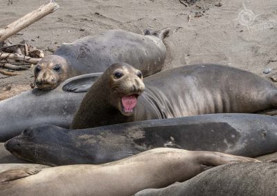 Elephant Seals