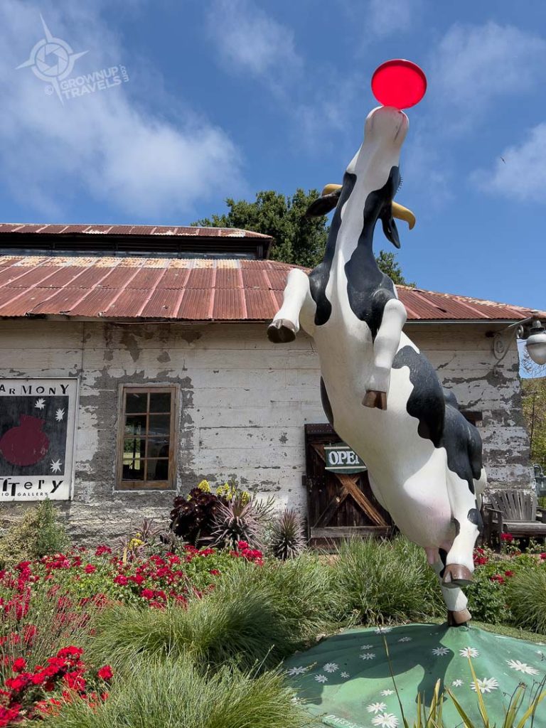 Frisbee cow in Harmony CA