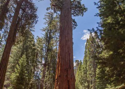 General Grant Tree Grants Grove KIngs Canyon national park