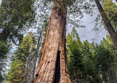 Jane in Fire Scar at Lost Grove Sequoia Grove