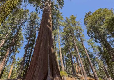 Jane sitting by a giant sequoia