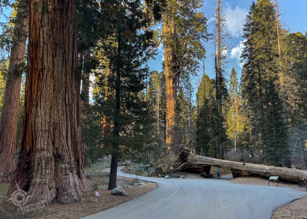 Jane under Tunnel Log Sequoia National park