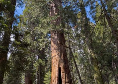 Jane with tree in Lost Grove Sequoia Grove