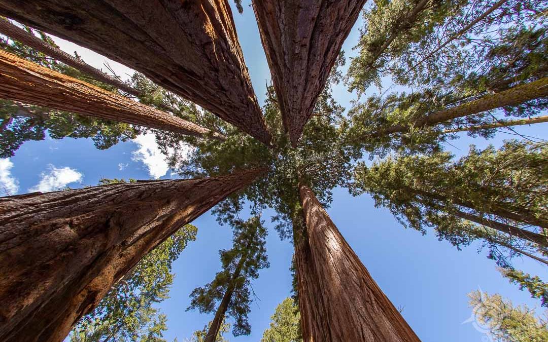 In Search of Sequoias in Kings Canyon and Sequoia National Parks