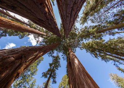 Looking up in Grants Grove Kings Canyon National Park