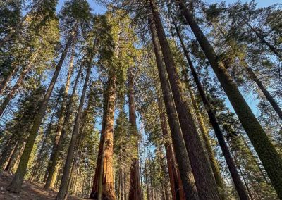 Road to tunnel log sequoia national park