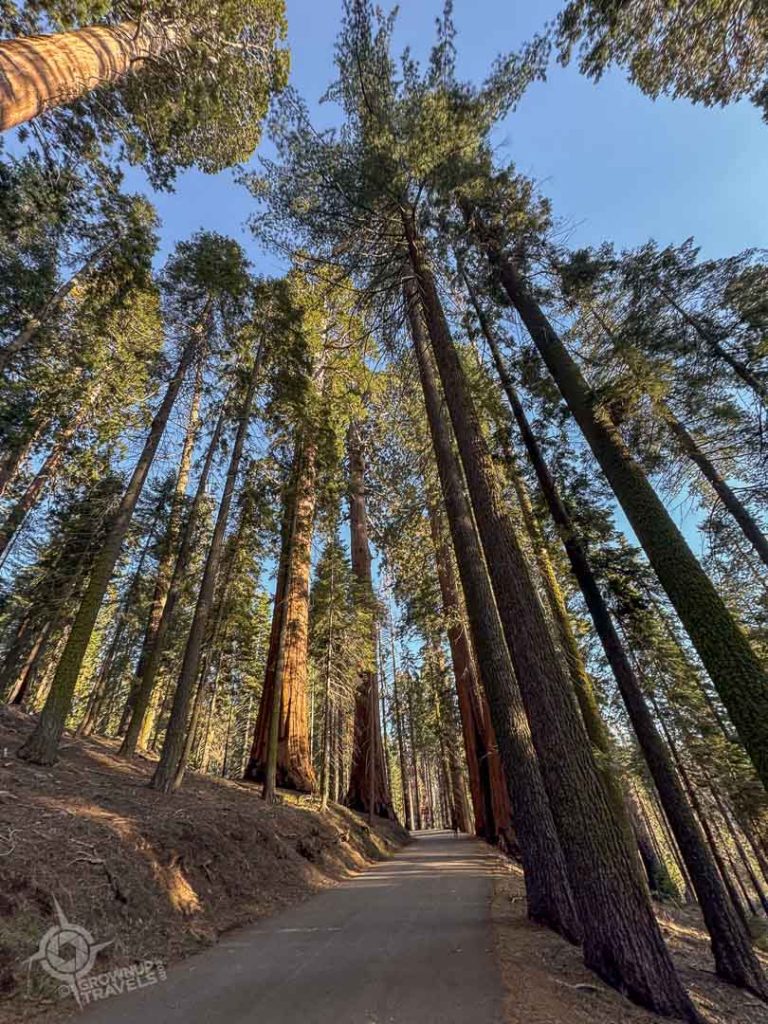 Road to tunnel log sequoia national park