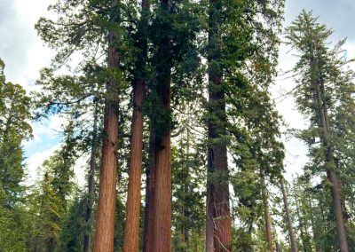 Trees and cars in Grants Grove Kings Canyon