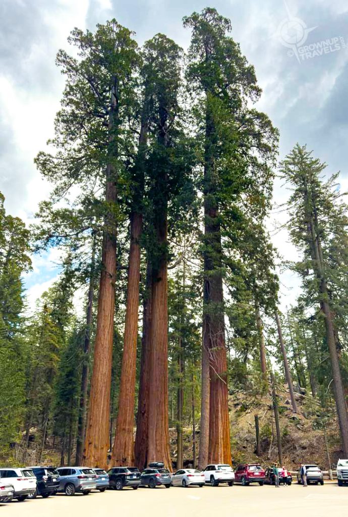 Trees and cars in Grants Grove Kings Canyon