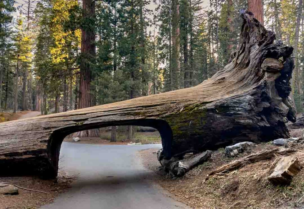 Tunnel Log horizontal Sequoia National park