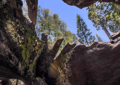 View from inside the Fallen Monarch Grants Grove