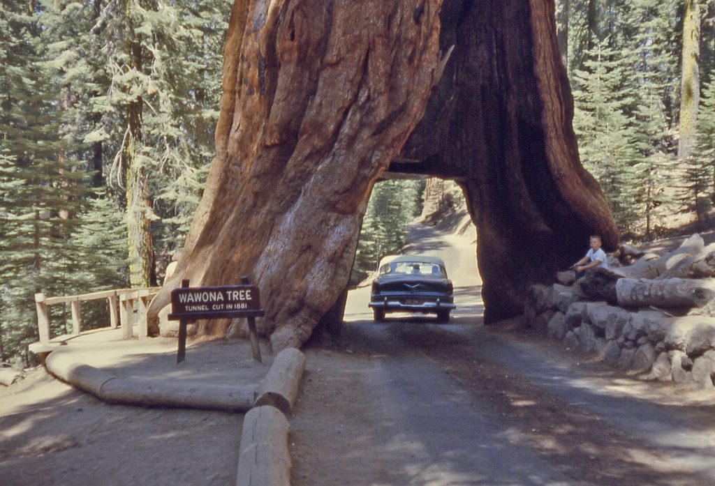 Yosemite Wawona Tree Editor ASC_Creative Commons Licence4.0