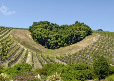 Heart Hill at Niner winery