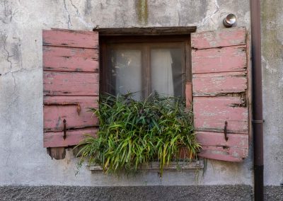 Caorle old shutters with plant