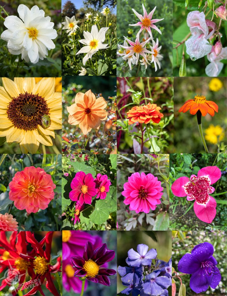 Monets Flowers from Giverny gardens