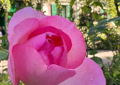 Monets house with rose in front