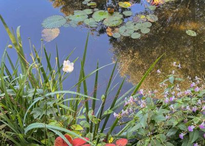 Monet's lily pond with reflections and red flowers