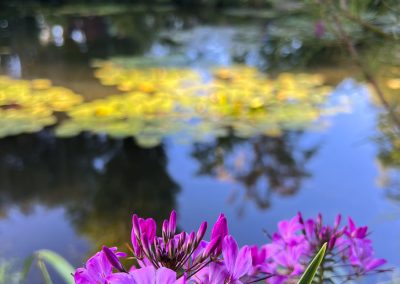 Monet's lily pond sunlit morning-